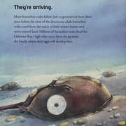 High tide for horseshoe crabs  Cover Image