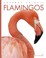 Go to record Flamingos